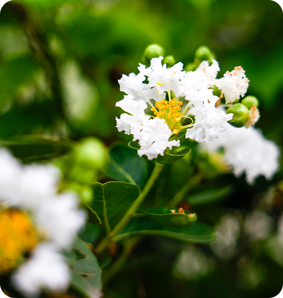 White flowers with yellow centres and green buds against leafy foliage.