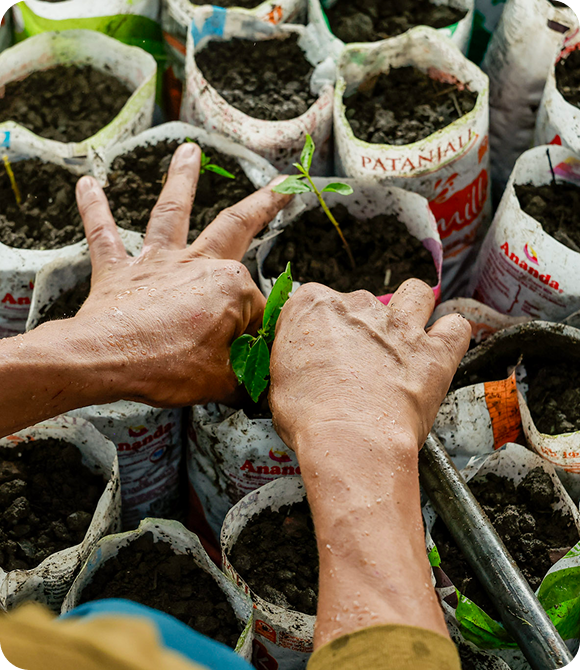 Hands planting a young seedling in a soil-filled grow bag among rows of seedlings.
