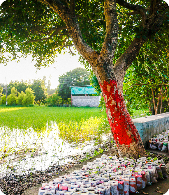 Tree with a red-painted trunk beside a green field, with seedlings arranged in grow bags at its base.