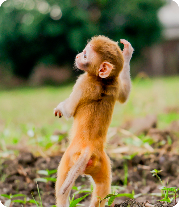 Young monkey standing upright with one arm raised in a green garden.
