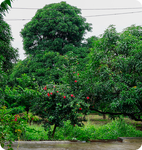 Lush orchard trees and flowering shrubs beside a path at Mahalaxmi Farm.