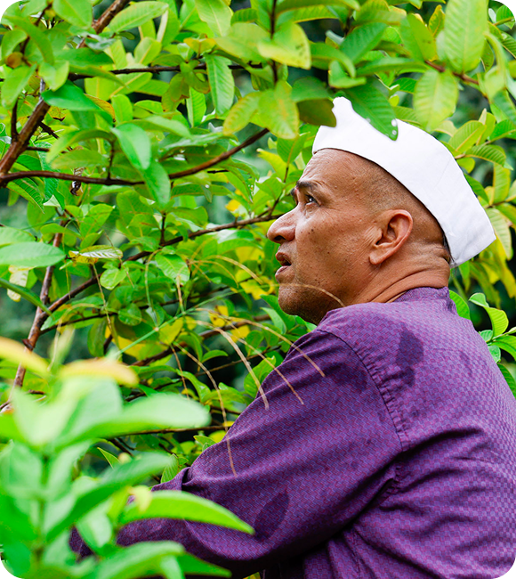 Man in a purple kurta and white cap looking among green leaves in the orchard.