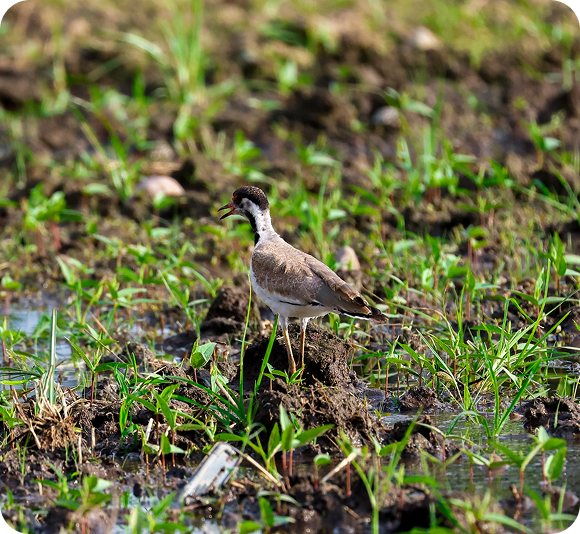 Brown and white bird standing on damp soil among young green shoots.