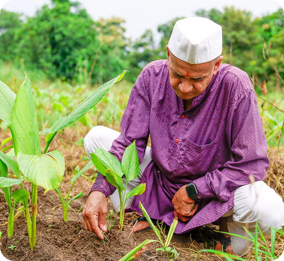 Man in a purple kurta and white cap tending young plants in the soil.