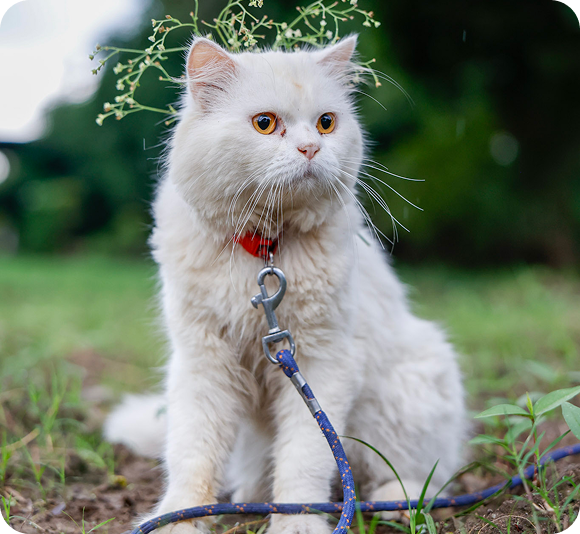 Fluffy white cat wearing a red collar and blue lead, sitting outdoors on grass.