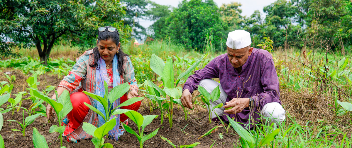 A man and a woman crouching in a lush green field, tending to young plants. The woman wears a patterned multicolor top and red pants, while the man wears a purple long-sleeve shirt and a white cap.