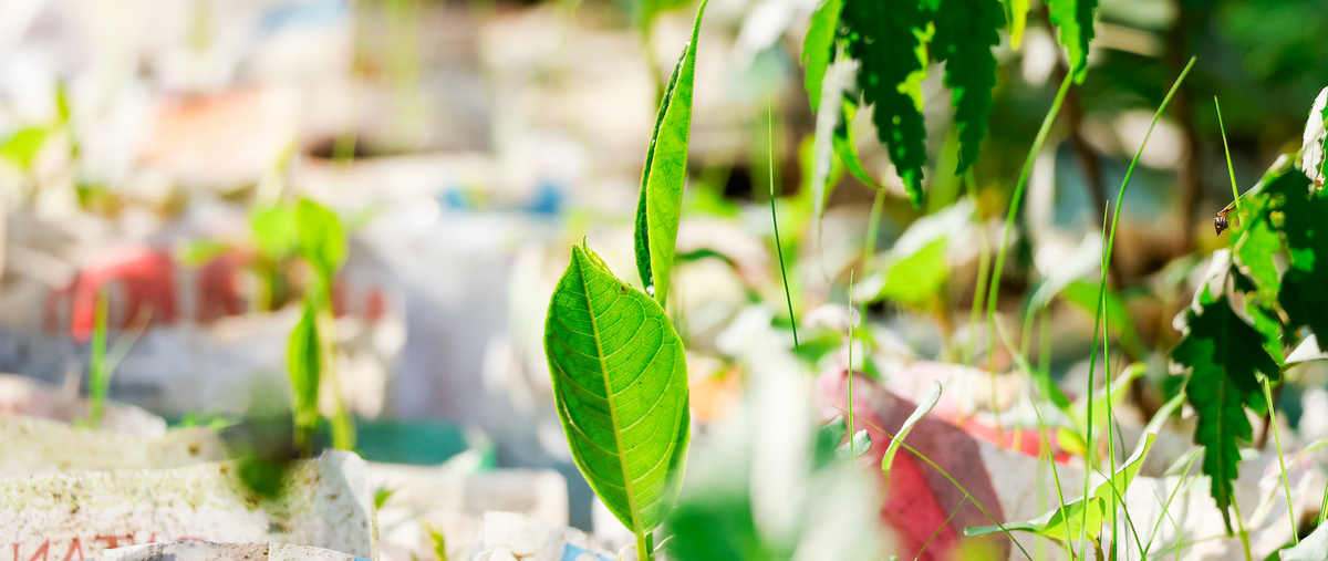 A close-up outdoor shot of a bright green leafy plant in sharp focus, with a softly blurred natural background of greenery and light.