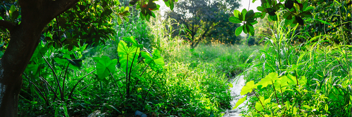A lush green outdoor garden scene with dense foliage, tall grasses, and a narrow sunlit path running through the center.