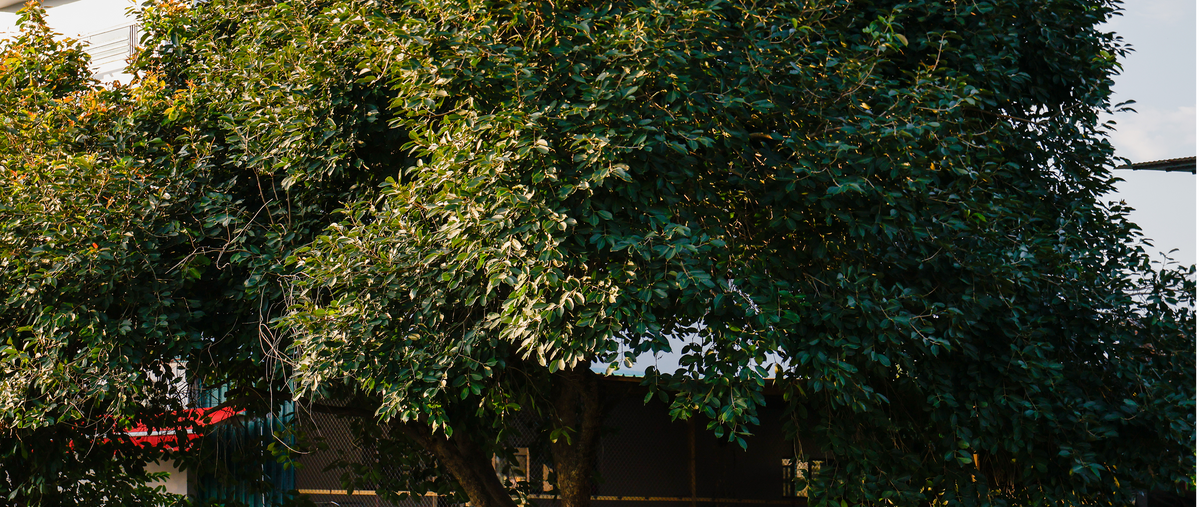 A dense green tree with lush foliage, partially obscuring a dark building in the background under a pale sky.